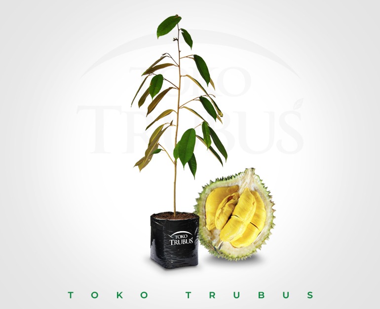 Bibit Durian Musangking