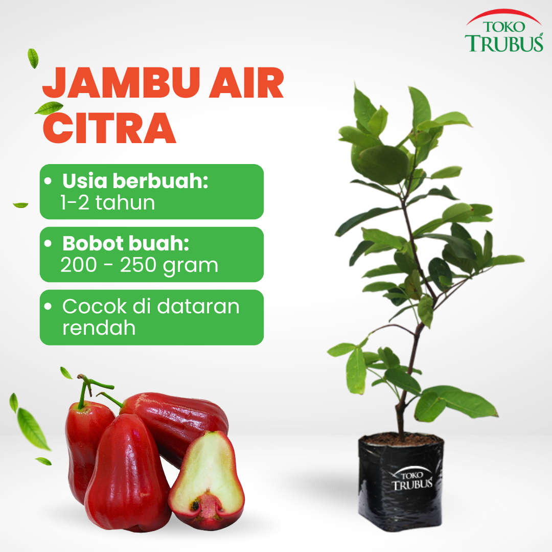 Bibit Jambu Air Citra