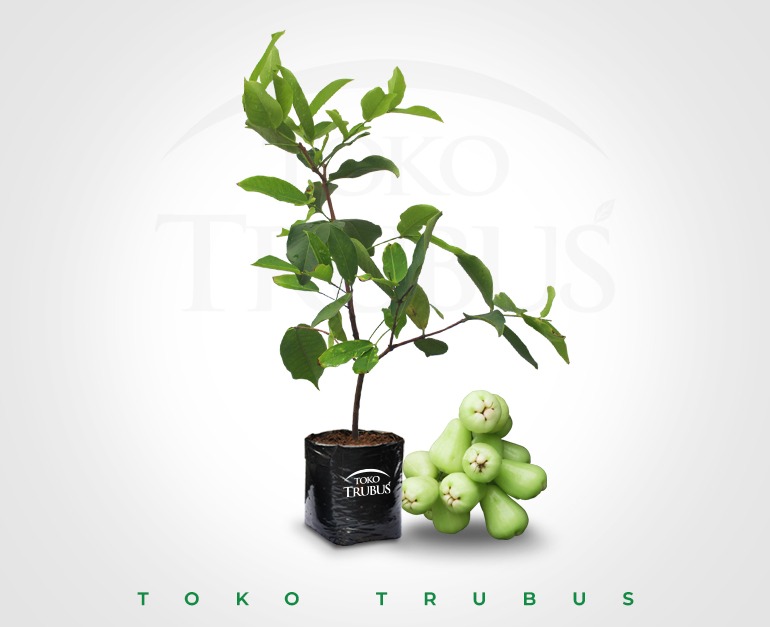 Bibit Jambu Air Madu Deli