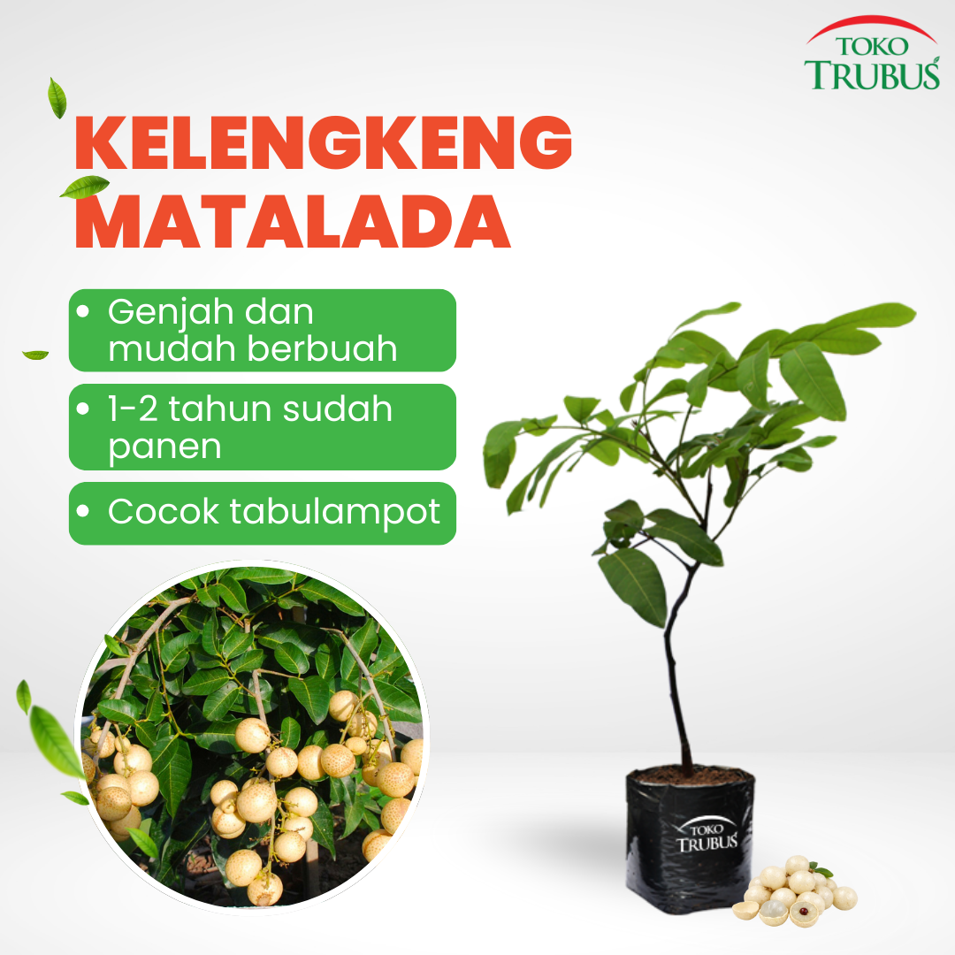 BIBIT KELENGKENG MATALADA