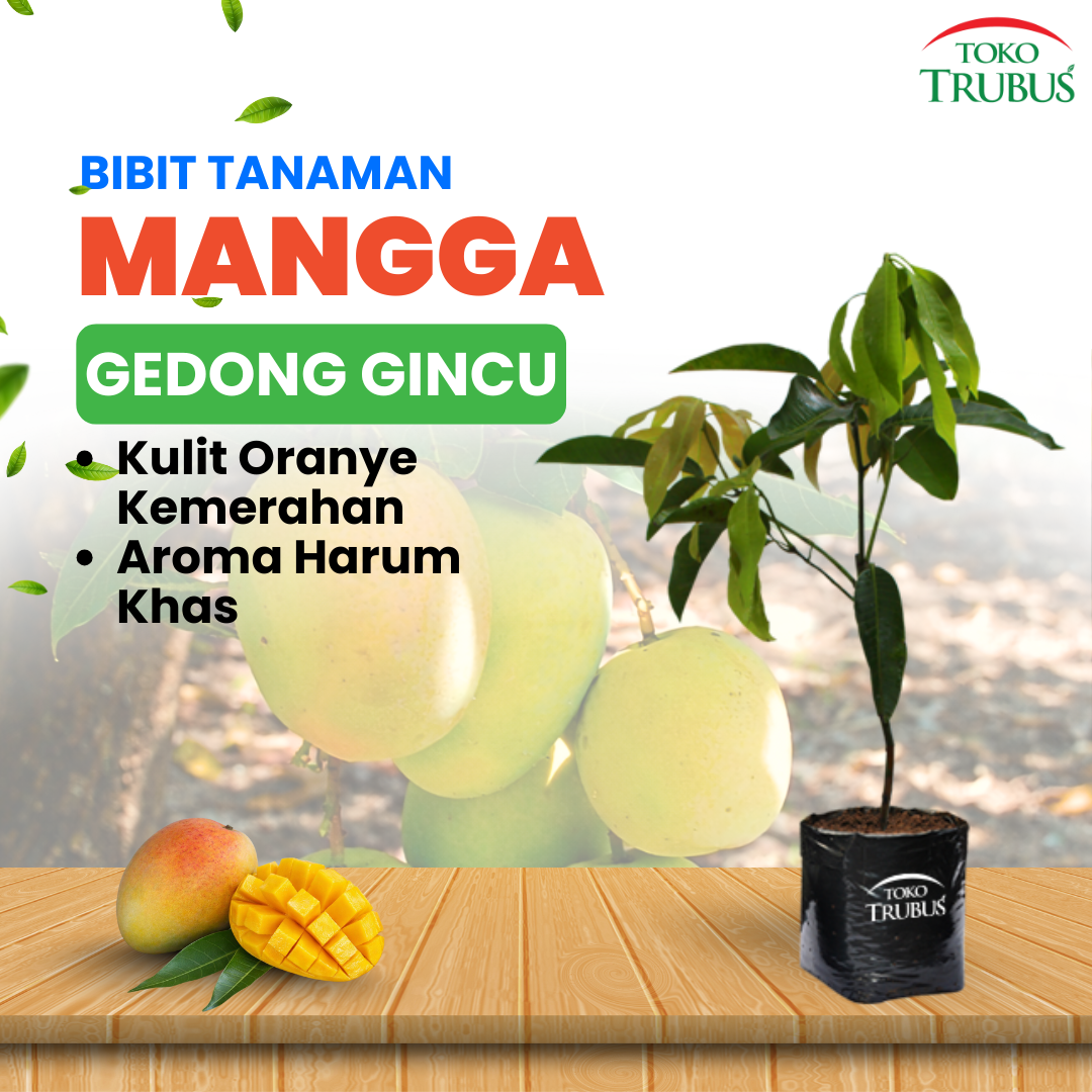 Bibit Mangga Gedong Gincu