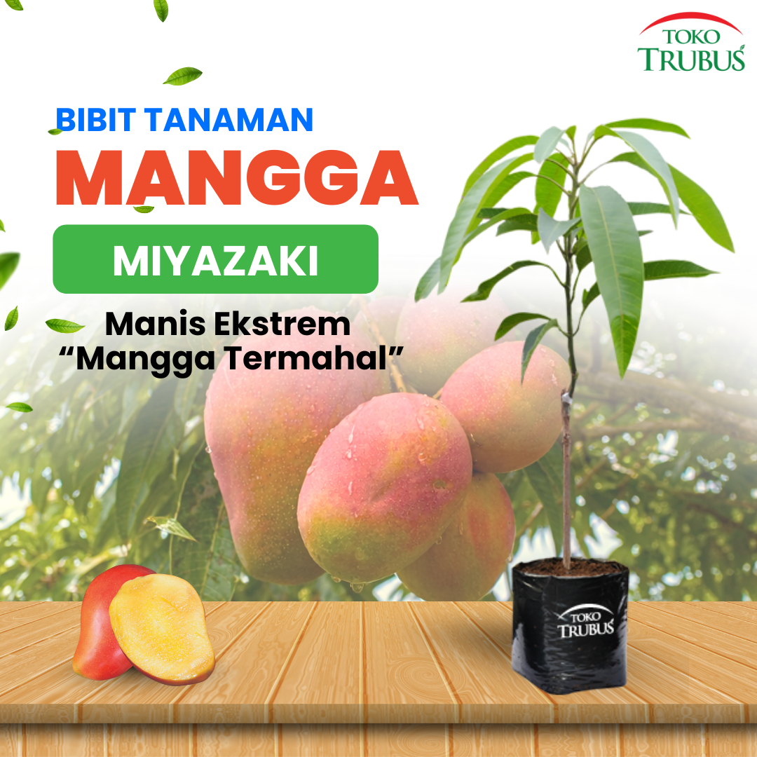 MANGGA MIYAZAKI