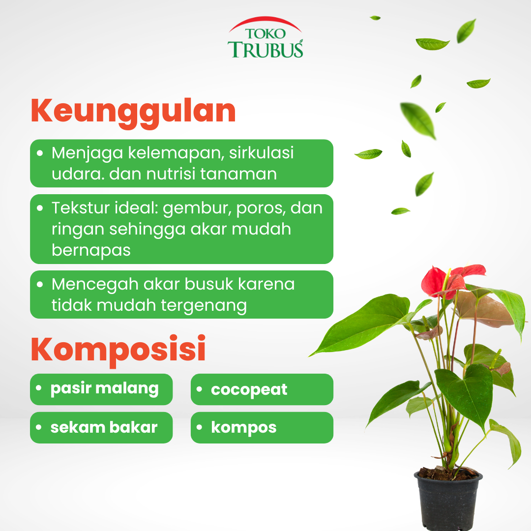 Media Tanam Anthurium