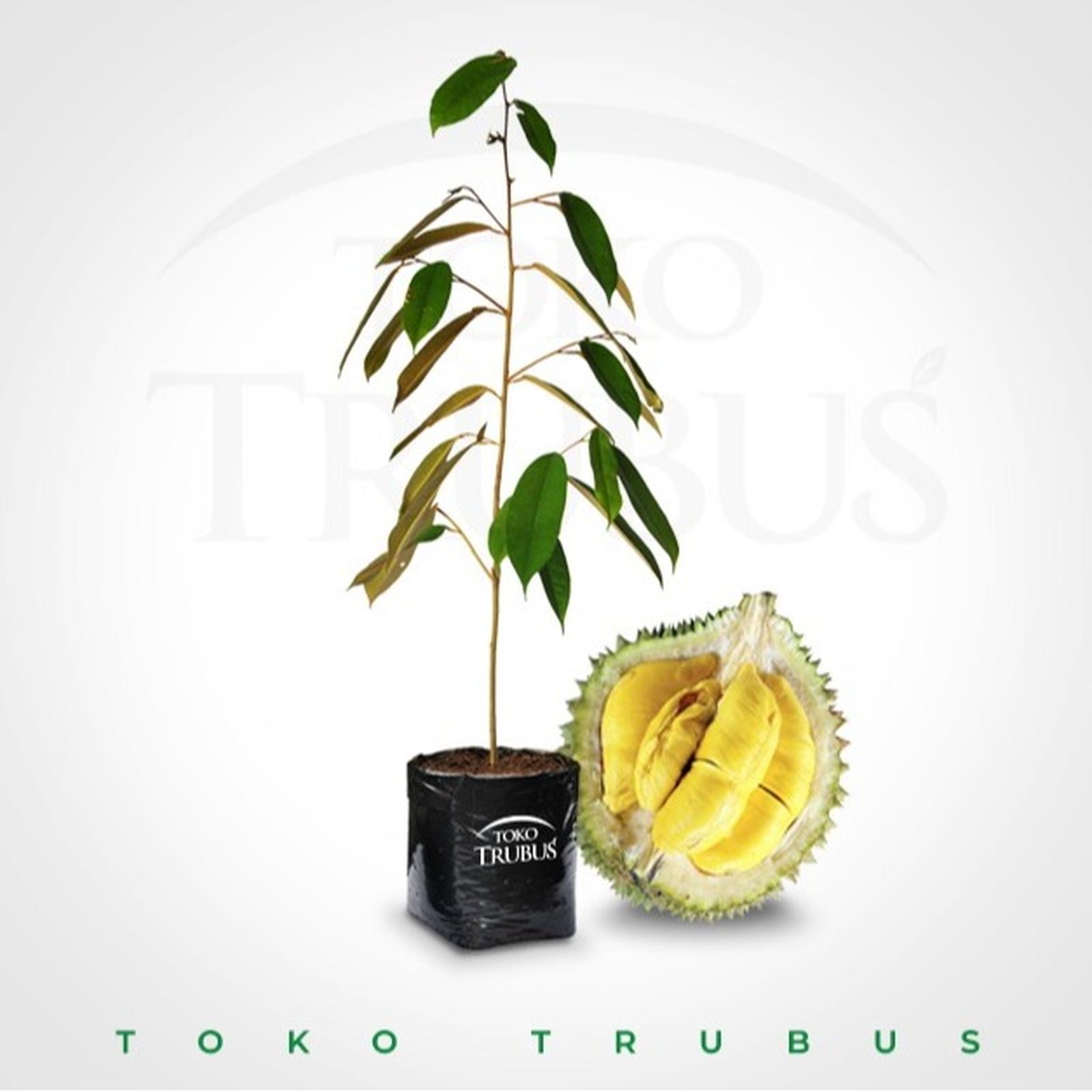 TRUBUS - TANAMAN DURIAN MUSANGKING