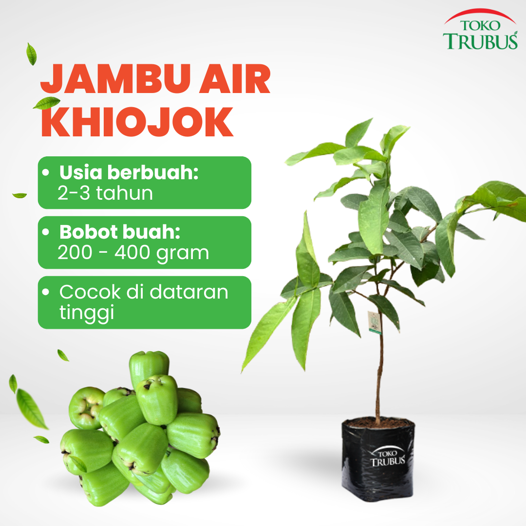 Jambu Air Khiojok