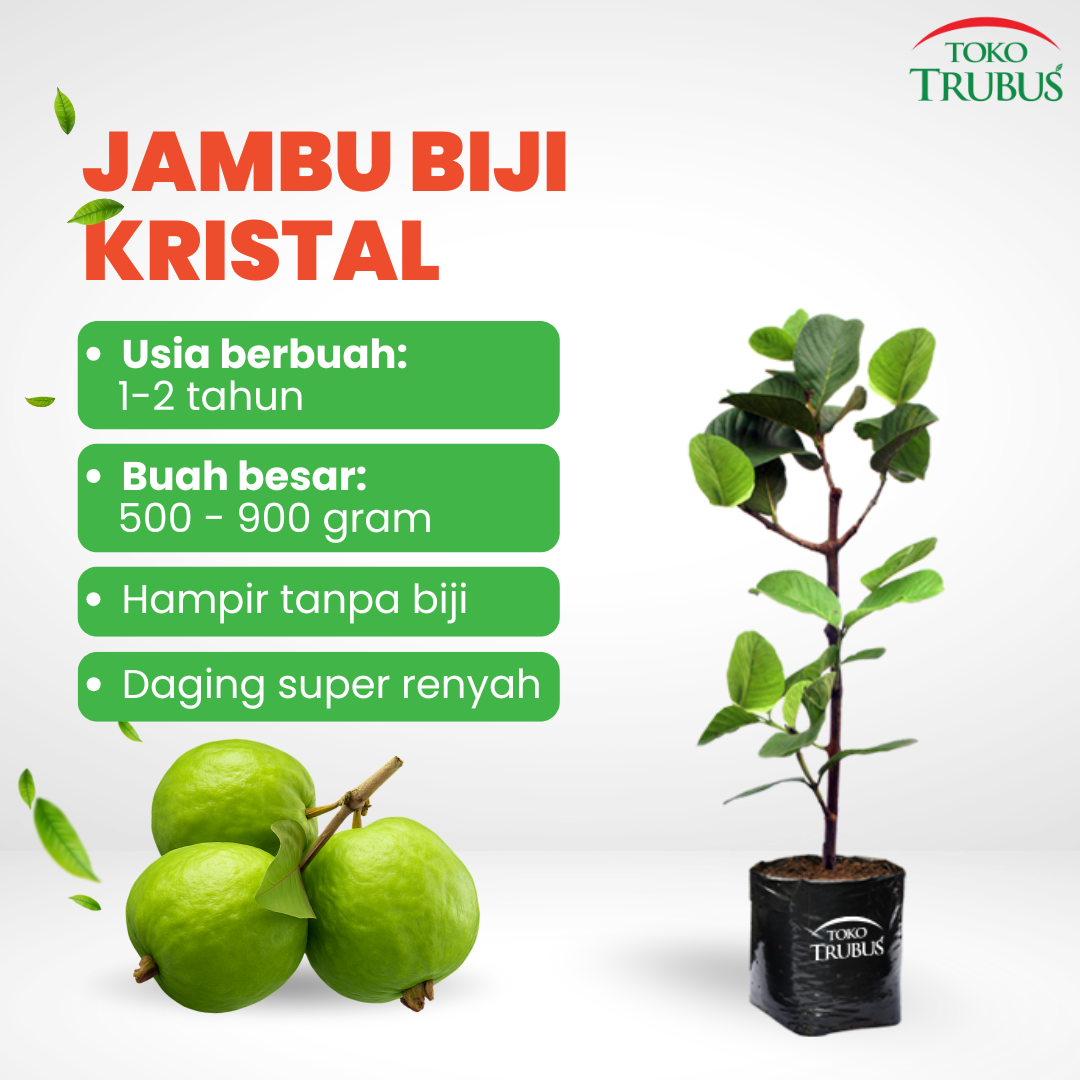 Jambu Biji Kristal