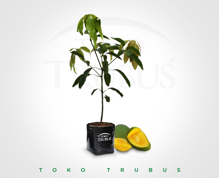 Mangga Harumanis Hijau