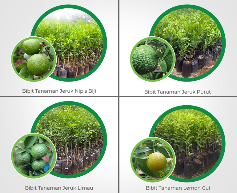 PAKET BIBIT JERUK 4 PH
