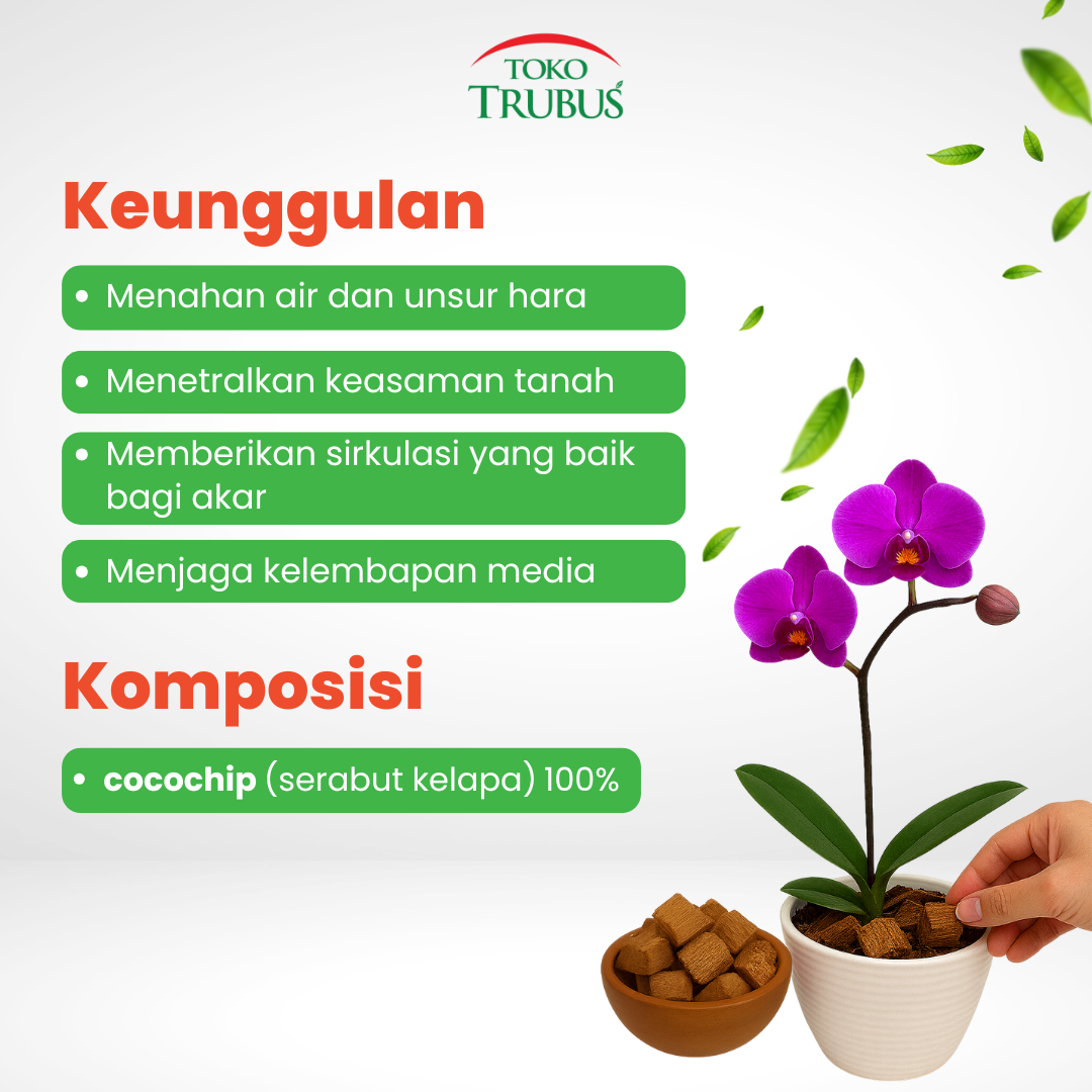 TRUBUS - MEDIA ANGGREK