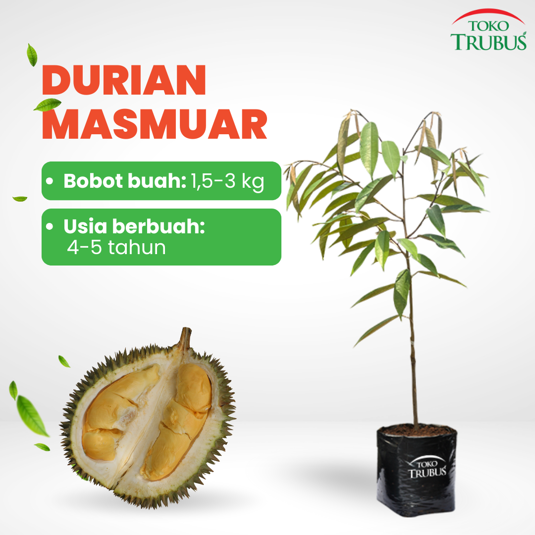 TRUBUS - TANAMAN BUAH DURIAN MASMUAR