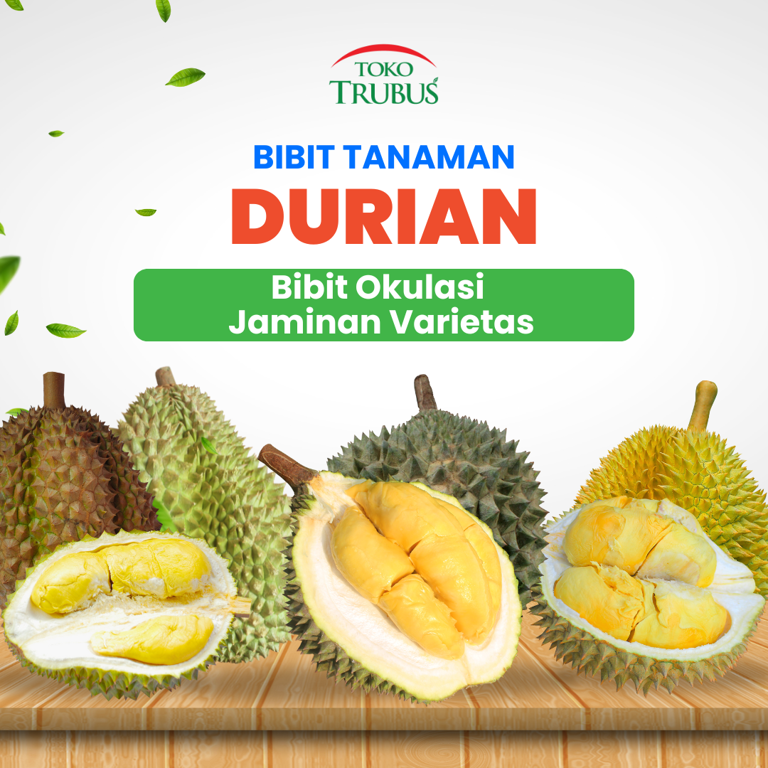 TRUBUS - TANAMAN DURIAN MONTHONG