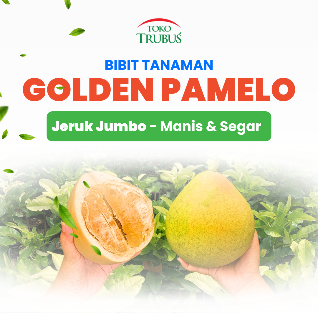 TRUBUS - TANAMAN GOLDEN PAMELO