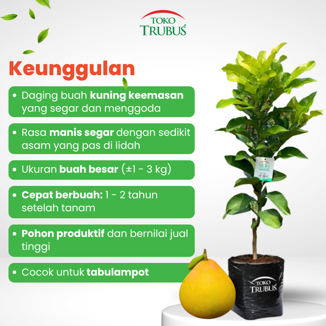TRUBUS - TANAMAN GOLDEN PAMELO