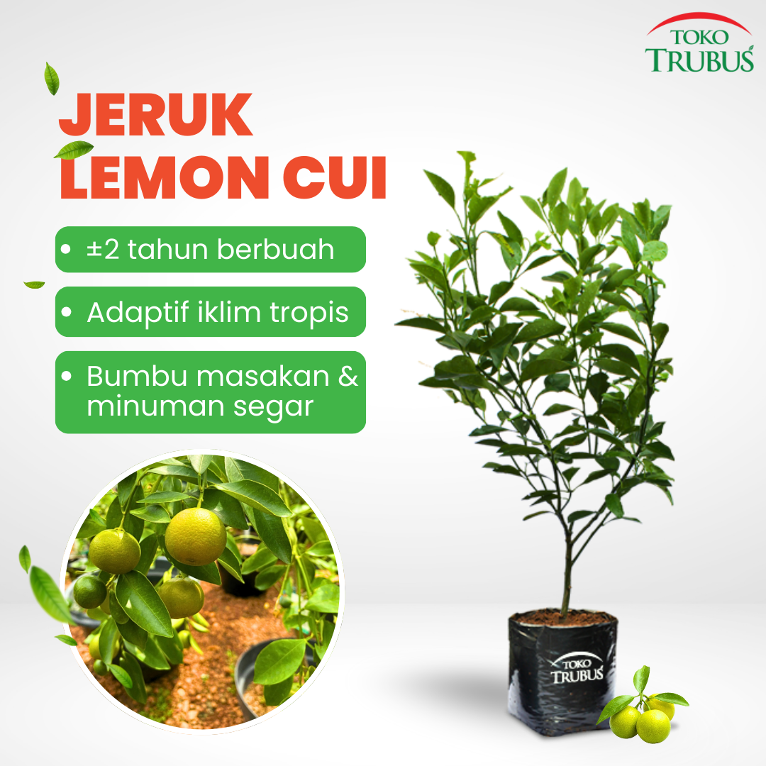 TRUBUS - TANAMAN JERUK LEMONCUI